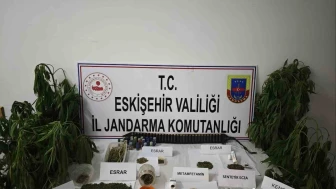 Kenevir bitkisi ekimi yapılan ikamete operasyon düzenledi