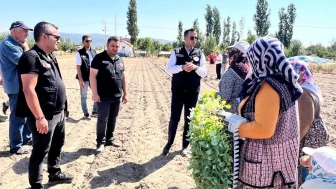 Taşoluk'ta Brokoli Üretimi Başladı: 862 Bin Fide Toprakla Buluştu