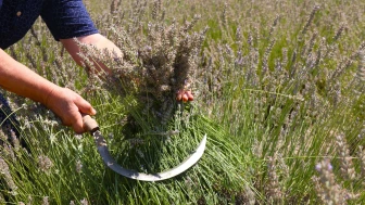 Lavanta Bahçesinde Ücretsiz Hasat Keyfi