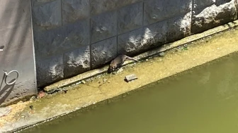 Havalar Isındı, Fareler Porsuk Çayı’na Geri Döndü