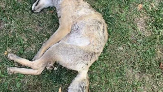 Eskişehir’de iddiaya göre maganda kurşunları tilkinin canına mal oldu