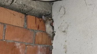 Eskişehir’de Anne Kedi ve 4 Yavrusu Kurtarıldı