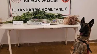 Bilecik’te Kenevir Operasyonu: Jandarmadan Uyuşturucuya Geçit Yok