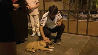 Yavru köpeğe çarpıp kaçtı, mahalleli seferber oldu