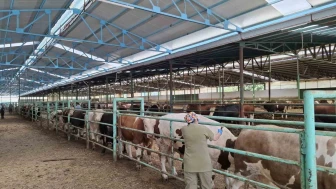 Afyonkarahisar’da Şap Hastalığına Karşı Aşılama Seferberliği