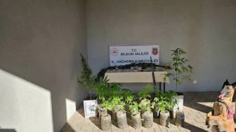 Bilecik’te Kenevir Operasyonu: Ev ve Bahçede Uyuşturucu Ele Geçirildi