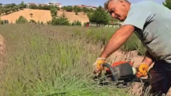 Gediz’de Lavanta Hasadı Başladı: “Mor Bahçe” Göz Kamaştırıyor