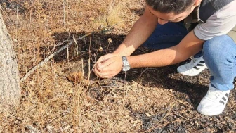 Bilecik'te kaplumbağa yangından son anda kurtarıldı