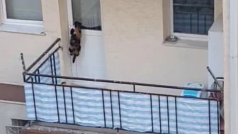 Eskişehir’de Balkona Mahkum Edildiği İddia Edilen Kedi İçin Polis Harekete Geçti