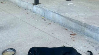 Bilecik’in Osmaneli İlçesinde Araç Çarpan Köpek Ameliyat Edildi