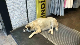 Eskişehir’de Sıcaktan Bunalan Sokak Köpeği Klimanın Altına Sığındı