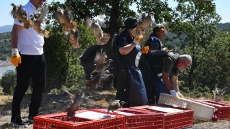 Tavşanlı’da Doğaya 300 Kınalı Keklik Bırakıldı: 3 Yıl Av Yasağı Uygulanacak