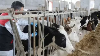Eskişehir’de Hayvan Pazarı Yeniden Açıldı