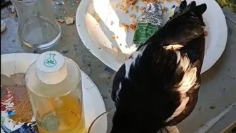 Eskişehir'de Ressamın Fırçasını ve Boyasını Çalan Karga Gülümsetti