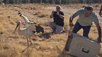 Ölen Eşini Terk Etmeyen Leylek Tedavi Sonrası Doğaya Döndü
