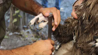 Kara Akbabanın Yaşam Alanları Uydu Üzerinden İzlenecek