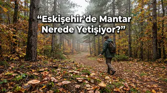 Eskişehir’de Mantar Nerede Yetişiyor? Ormana Gidecekler Dikkat