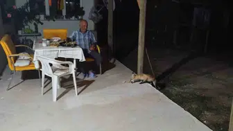 Eskişehir’de aç tilki evin bahçesine indi
