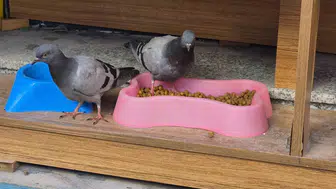 Eskişehir’de güvercinler açlığını kedi mamasıyla giderdi