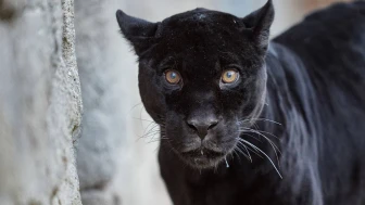 İzmir Doğal Yaşam Parkı jaguarı Juliet Neden Öldü?