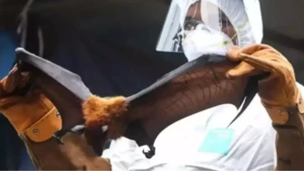 Nipah virüsü nedir, nasıl bulaşır, aşısı var mı, öldürür mü? HİNDİSTAN NİPAH VİRÜSÜ: Nipah virüsü Türkiye'de var mı?