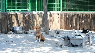 Odunpazarı’nda Sokak Köpekleri İçin Yeni Dönem: O Karar Meclisten Geçti