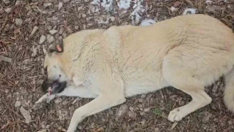 Eskişehir’de Sokak Köpekleri Nedeniyle Belediye Personeli İle Hayvansever Arasında Tartışma