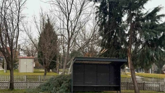 Tavşanlı’da şiddetli rüzgâr ağacı yıktı