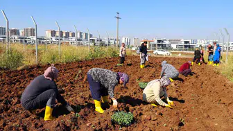 Diyarbakır'da kadınların kolektif gücü 18 dönümlük kent bostanında kışa hazırlanıyor