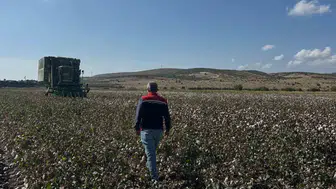 Aliağa ovasında pamuk mesaisi: Beyaz altın tarlalardan toplanmaya başlandı