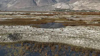 Ekşisu Sazlığı'nda kış öncesi son göç hareketliliği havadan görüntülendi