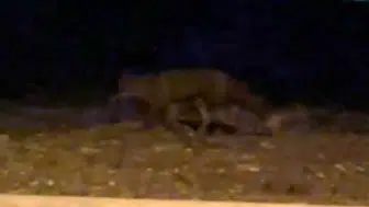 Eskişehir Sokaklarında Gece Sürprizi: Tilki Kamerada