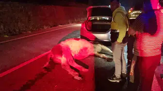 Kozcağız yolunda geceyi kabusa çeviren kaza: Otomobil hayvana çarptı