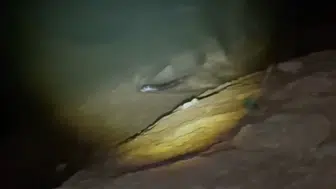 Keban Baraj Gölü'nün gece misafiri: Nesli koruma altındaki su samuru görüntülendi