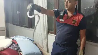 Hatay'da yerleşim alanlarına giren yılanlar itfaiye ekiplerince kurtarıldı