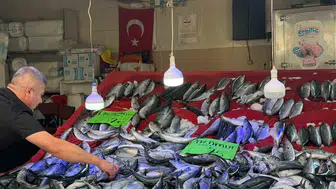 Sinop Türkeli'de palamut bolluğu fiyatları 75 liraya çekti