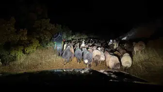 Karasaz köyünde mahsur kalan çoban ve 200 küçükbaş hayvan için seferberlik