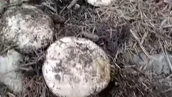Andırın'da sonbahar bereketi: Dağlar mantar toplamak isteyenlerle doldu