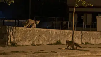 Erzincan'da yaban hayatı şehre indi: Stadyum çevresinde tilki, köylerde ayı hareketliliği