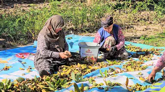 Sındırgı'da ceviz bereketi: Yüksek rekolte üreticinin yüzünü güldürdü