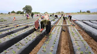 Aydın'da çilek mesaisi başladı: Büyük Menderes Ovası'nda yeni sezon umudu
