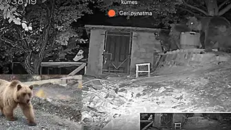 Erzincan'da gece yarısı sürpriz ziyaret: Bağ evine üç ayı girdi