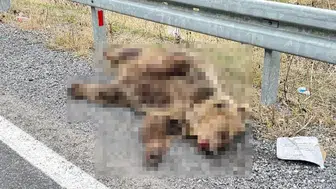 Erzincan-Refahiye yolunda yaban hayatı için acı bilanço