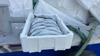 Palamutta bolluk yaşanırken ambalaj maliyeti balığı üçe katladı