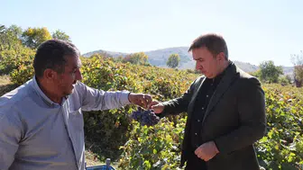 Erzincan'da bağ bozumu mesaisi: Vali Aydoğdu üreticinin yanında