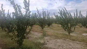 Çivril tarımında kimyasal ilaç devri kapanıyor: Entegre mücadele dönemi