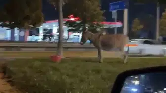 İzmir Yolu'nda şaşırtan görüntü: Eşeğini ağaca bağlayıp gitti