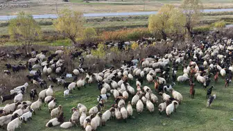 Yaylalardan Siirt'e uzanan meşakkatli dönüş: Göçerlerin kış hazırlığı başladı