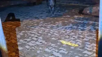 Tunceli'de bahçe kapısına dayanan yaban domuzu dehşeti kamerada