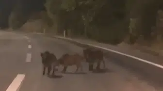 Andırın çevre yolunda gece yarısı beklenmedik misafirler: Domuz sürüsü trafiği kesti